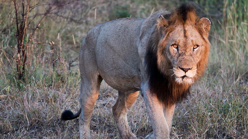 A Safari in Kruger National Park: The Big Five âº The Travel Episodes HD wallpaper